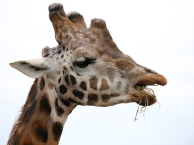 Giraffe eating lucerne