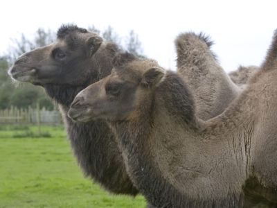 bactrian camels