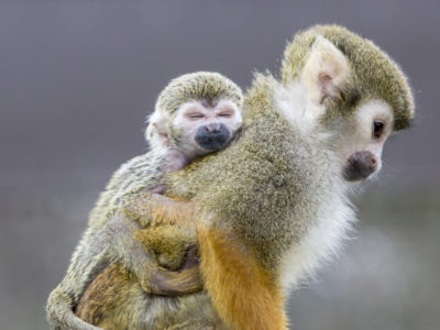 squirrel monkey baby cuddling mum