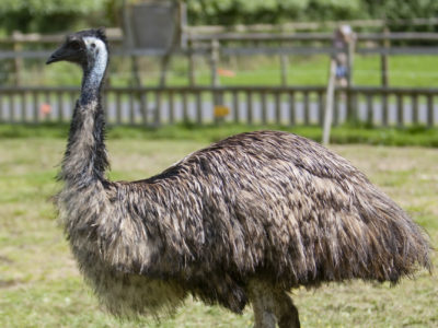 Emu in enclosure