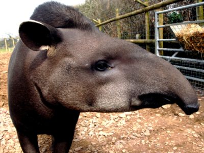 Tapir long nose