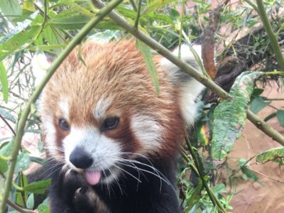 adopt a red panda at Folly Farm