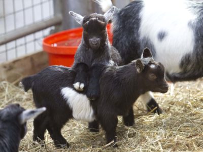 adopt a goat at Folly Farm